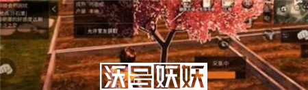 明日之后樱花获取方法是什么