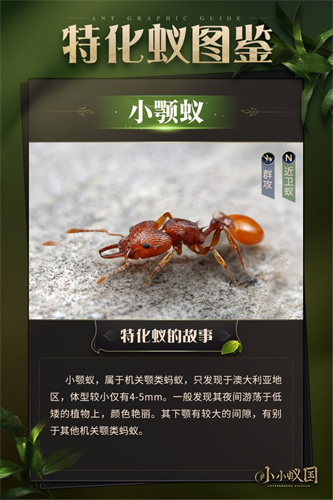 小小蚁国怎么搭配阵容